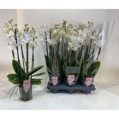 .Phal An Inverness pot 12 50cm