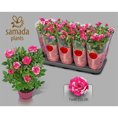 .Ro Twin Color pot 12 30cm
