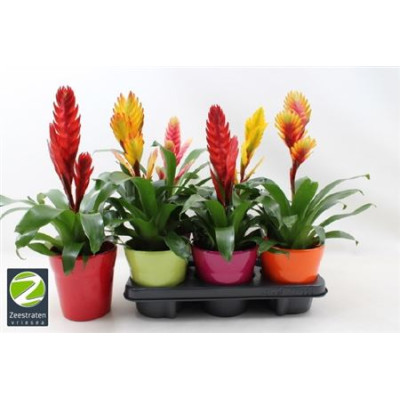 .Vries Gem 6 Srt pot 13...