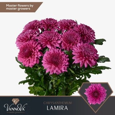 CHRYS G LAMIRA 85gr x40