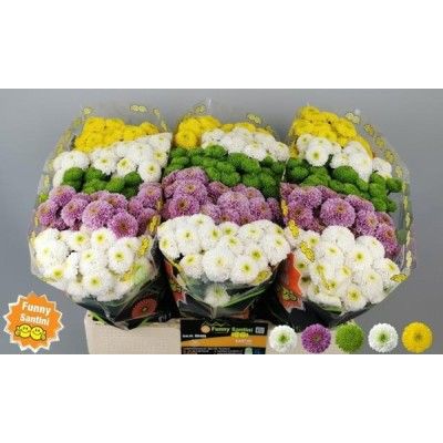 CHRYS Santini Pompon MIX x75