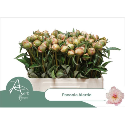 PIVOINE ALERTIE 40CM X50