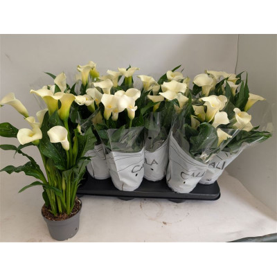 .Zant Capt Fresco pot 10.5...