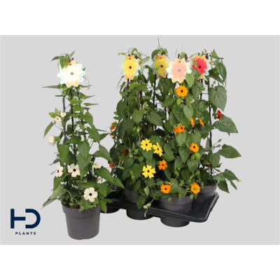.Thunb Alata pot 17 70cm