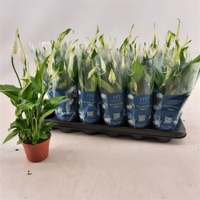 .Spath Chopin pot 9 30cm