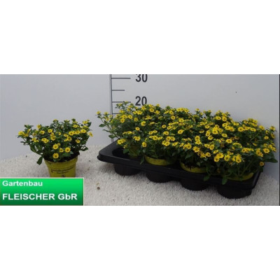.Sanv Procumbens pot 12 20cm