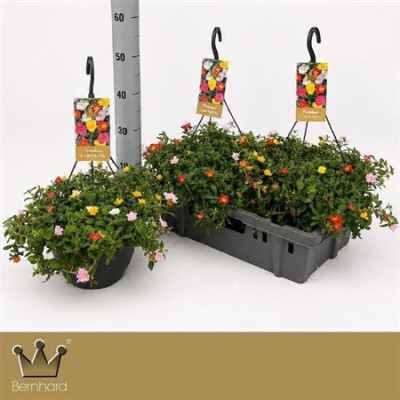 .Port Gem In Pot pot 25 50cm