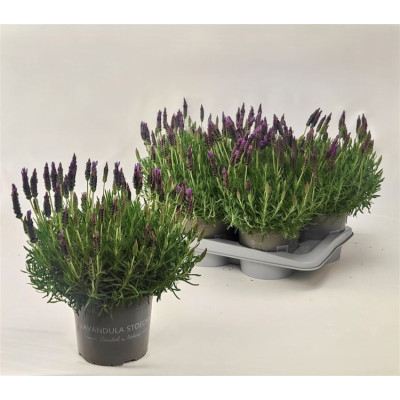 .Lavan Stoechas pot 17 30cm