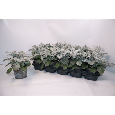 .Jacobaea Maritima pot 12 20cm