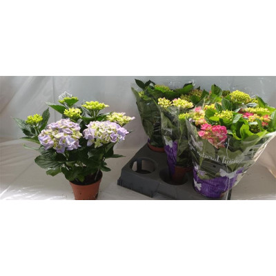 .Hydr M Gem pot 14 40cm