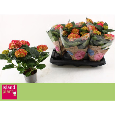 .Hydr M Dutch L Selma pot...