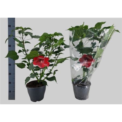 .Hibis M Oak Red pot 23...
