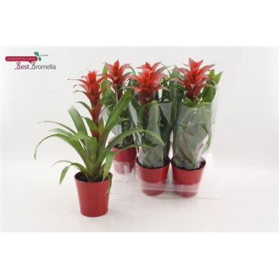 .Guzm Allura pot 13 50cm