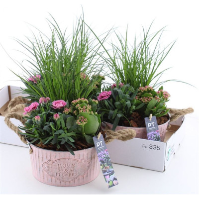 .Arr Tuinplanten pot 18...
