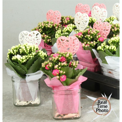 .Arr Kamerpl pot 8 25cm verre